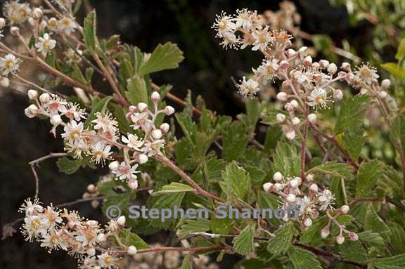 holodiscus discolor var microphyllus 4 graphic